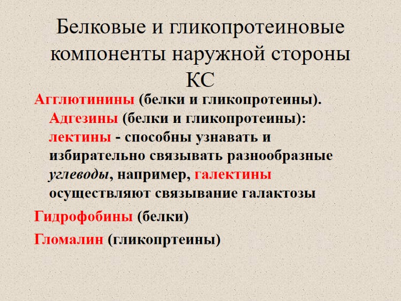 Белковые и гликопротеиновые компоненты наружной стороны КС Агглютинины (белки и гликопротеины). Адгезины (белки и